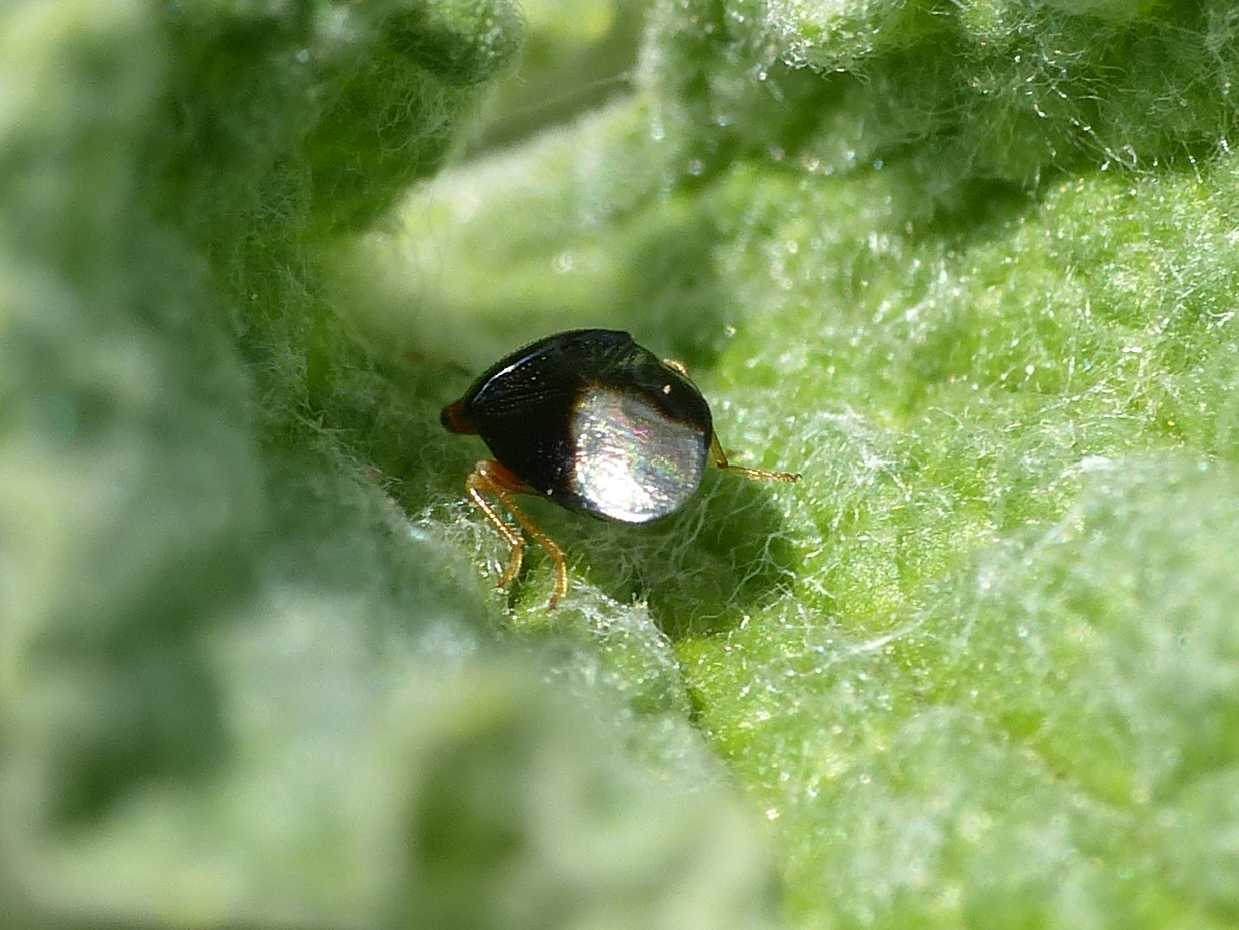 Geocoris erythrocephalus